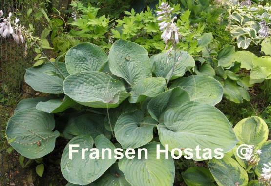 Hosta Glacial Lake